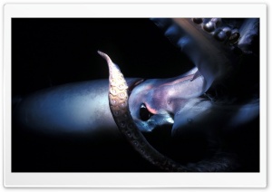 Giant Squid Deep Sea