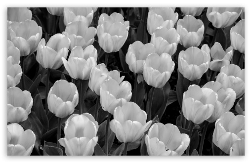 Download Tulips Black and White UltraHD Wallpaper