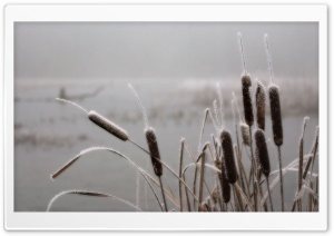 Frosted Cattails