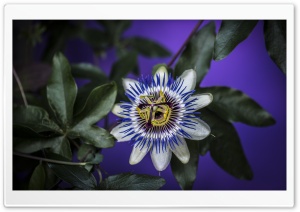 Blue Passion Flower