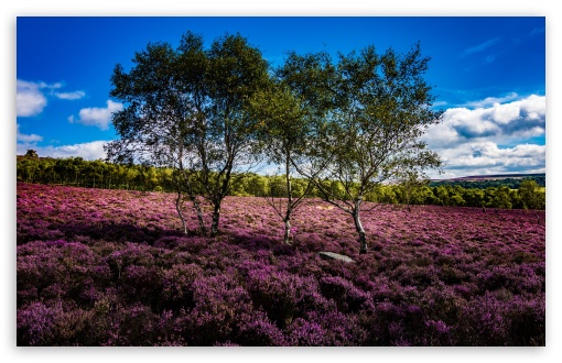 Download Trees, Purple Flowers, Landscape, Nature,... UltraHD Wallpaper