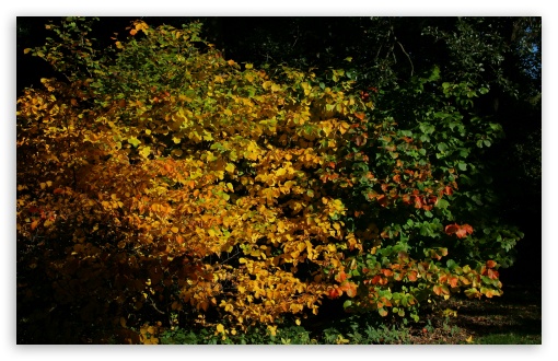 Download An Autumn Scene At The Arboretum UltraHD Wallpaper