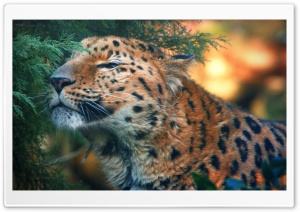 Cute Amur Leopard