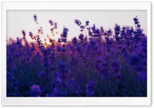 Lavender Field And Sunset