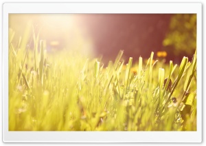 Grass Under Morning Light