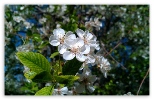 Download Spring's Flowers UltraHD Wallpaper