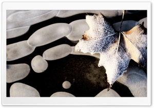 Frosty Leaf On Water
