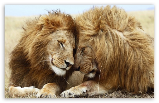 Download Two Male Lions UltraHD Wallpaper
