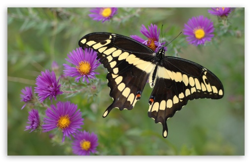 Download Butterfly on Purple Flower UltraHD Wallpaper