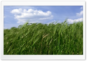 Green Wheat Field 3
