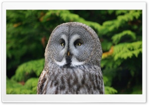 Great Gray Owl