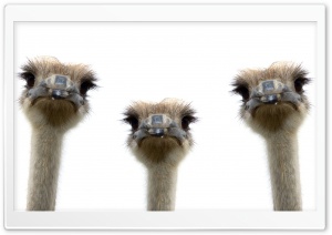 Ostriches