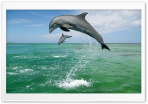 Bottlenose Dolphins Tursiops...