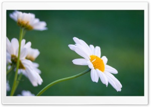 Summer Flowers