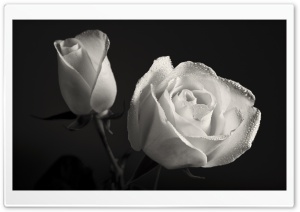 White Roses Black Background