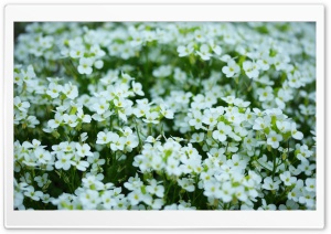 Mother's Day White Flowers