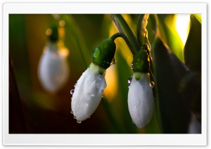 Beautiful Snowdrops Spring...