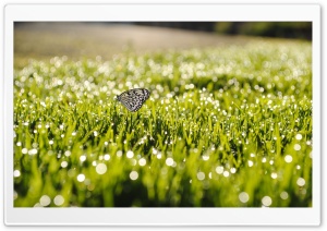 Butterfly On Grass