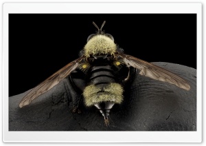 Bumblebee Mimic Robber Fly,...