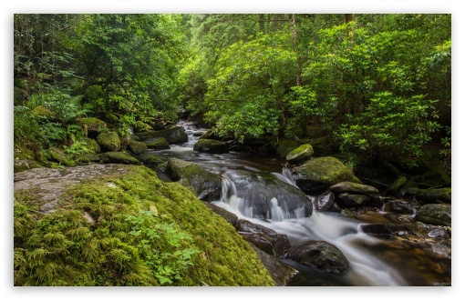 Download Forest Stream, Killarney National Park, Ireland UltraHD