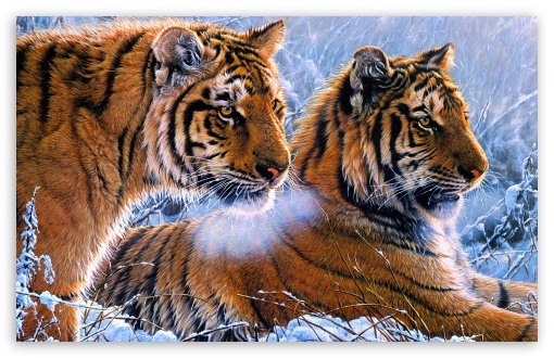 Download Tigers UltraHD Wallpaper
