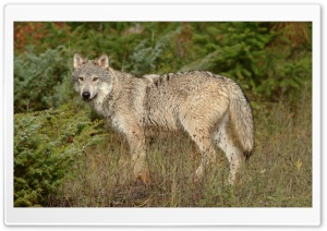 Wolf In Clearing Montana