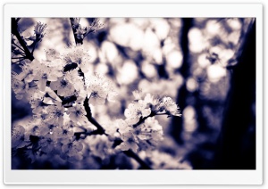 Cherry White Flowers
