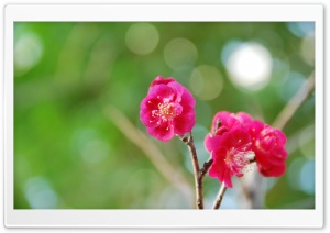 Red Plum Blossoms