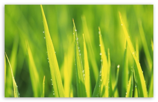 Download Spring Grass UltraHD Wallpaper
