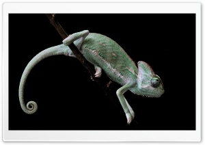 Veiled Chameleon, Old World...