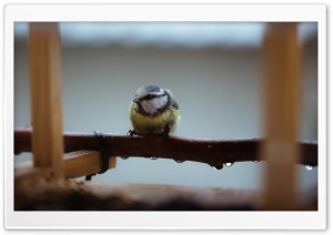 Little Bluetit