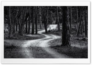 Forest Road, Trees, Black and...