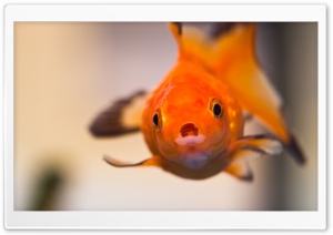 Goldfish Worried Face