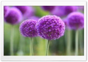 Purple Onion Flowers Field