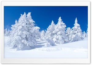 White Winter Landscape