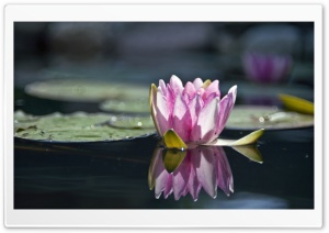 Water Lily Reflection