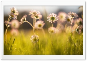 Lawn Daisies, Nature Photography