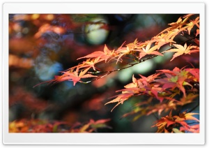 Japanese Maple Leaves, Fall...