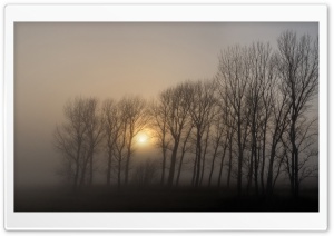 Dense Fog, Morning