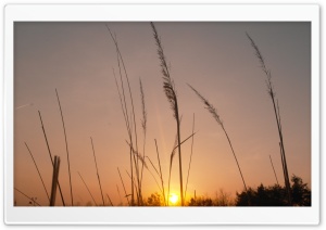 Corn in the Sunset