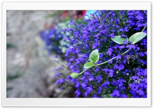 Purple Flowers