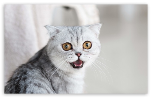 Download Cat UltraHD Wallpaper