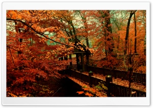 A Bridge to Autumn