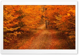 Road Less Travelled In Autumn...