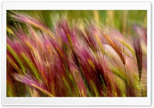 Field Grass Close Up
