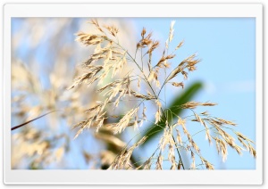 Wild Grass