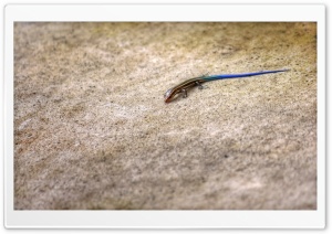 Blue Tailed Skink Lizard
