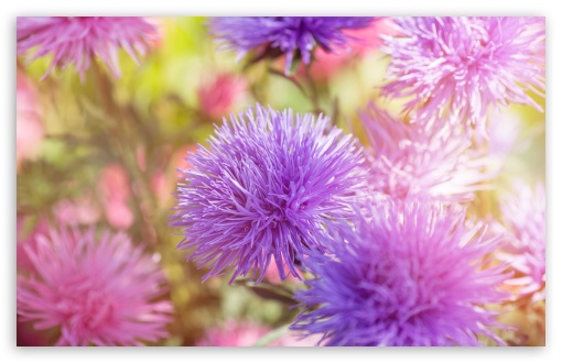 Download Purple Fluffy Flowers UltraHD Wallpaper