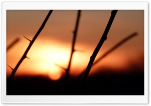 Branch With Sharp Thorns