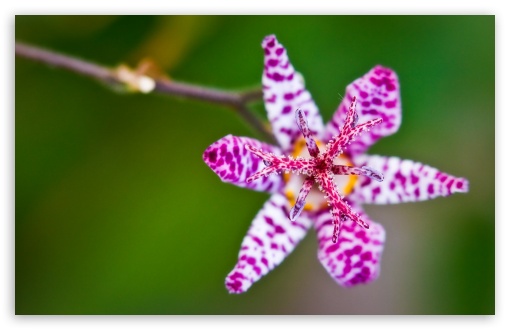 Download A Toad Lily Flower UltraHD Wallpaper